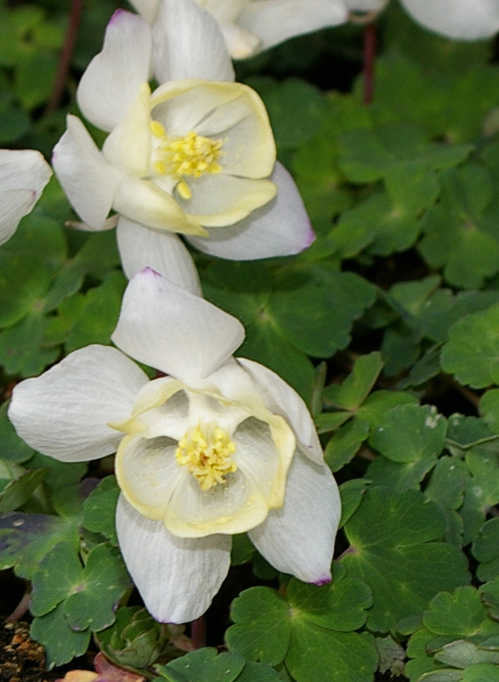 Aquilegia flabellata (specie coltivata)